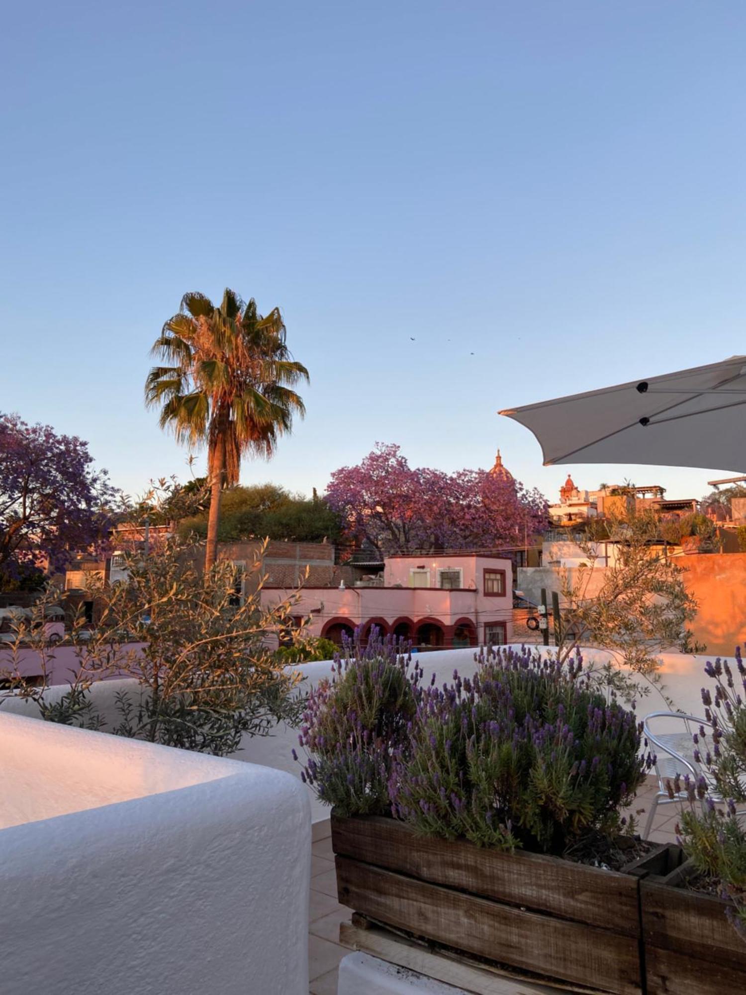 Casa Arbol Hotel San Miguel de Allende Luaran gambar
